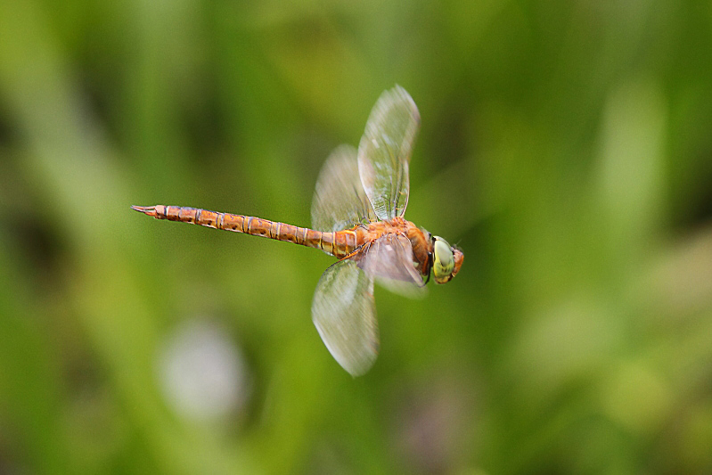 Aeshna isoceles (Green-eyed Hawker) male 6.JPG